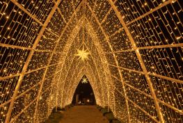 今年冬天，温莎大公园的圣诞灯道将开放